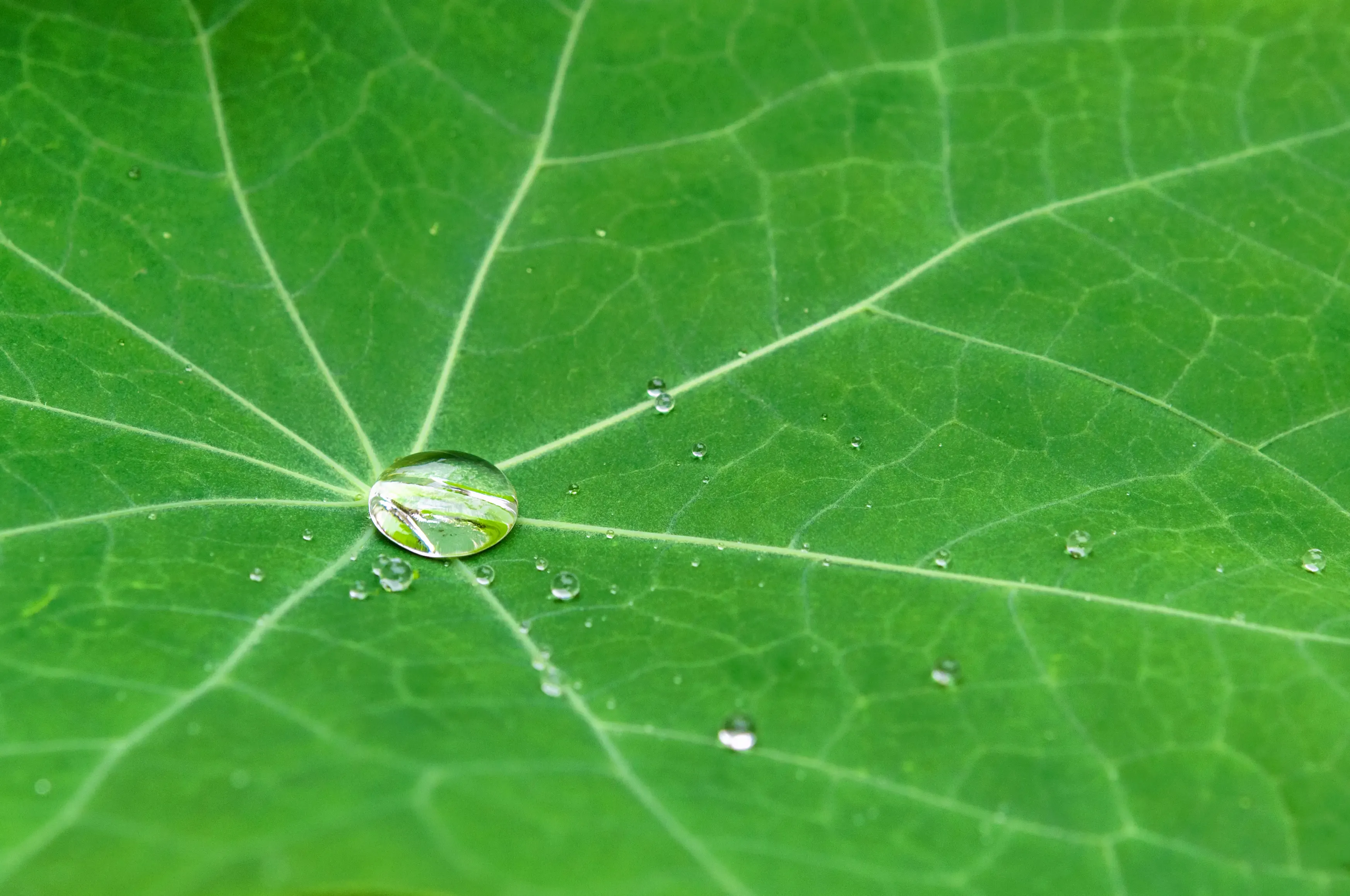 A drop of water rolling off a leaf