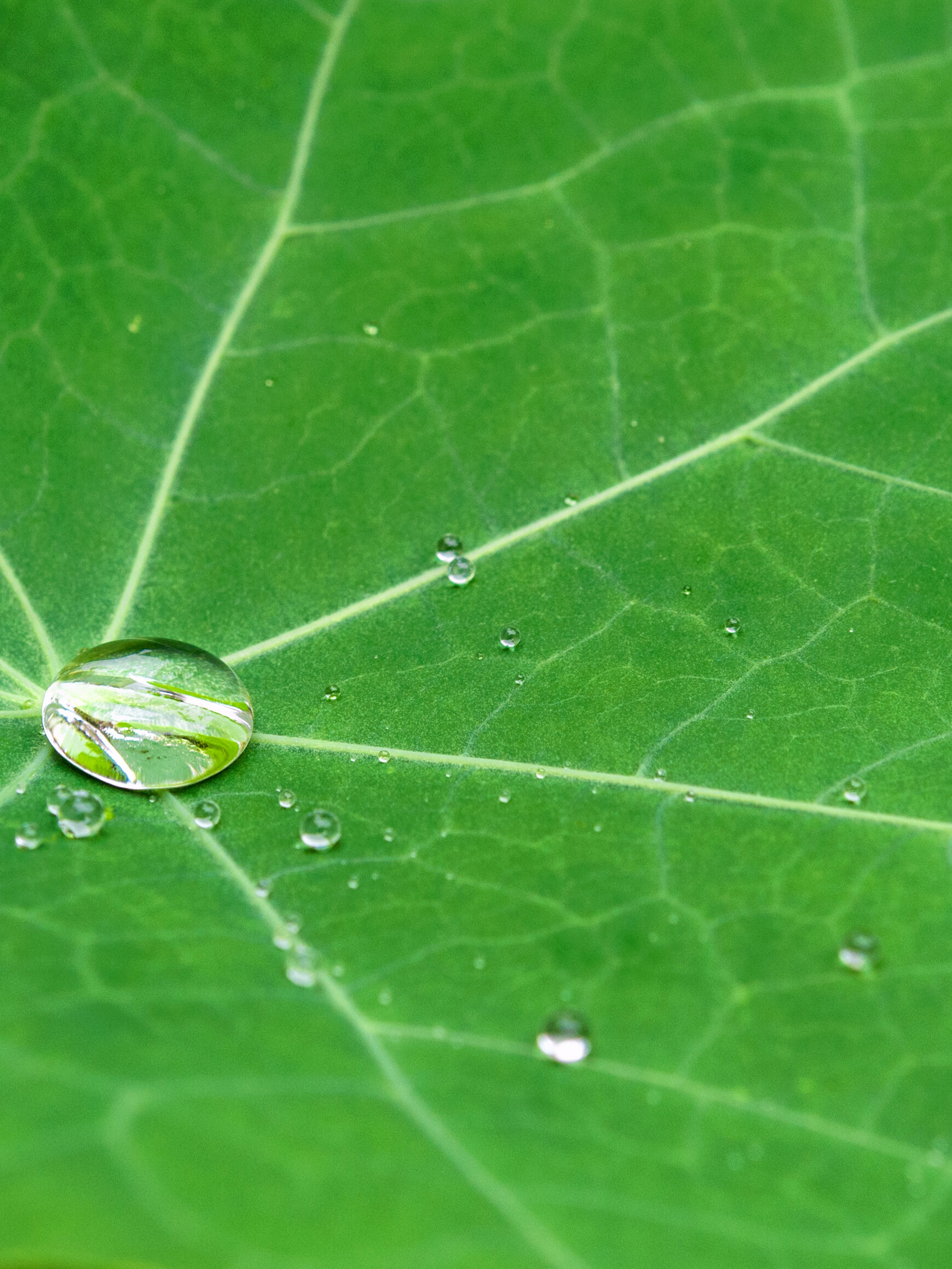 A drop of water rolling off a leaf