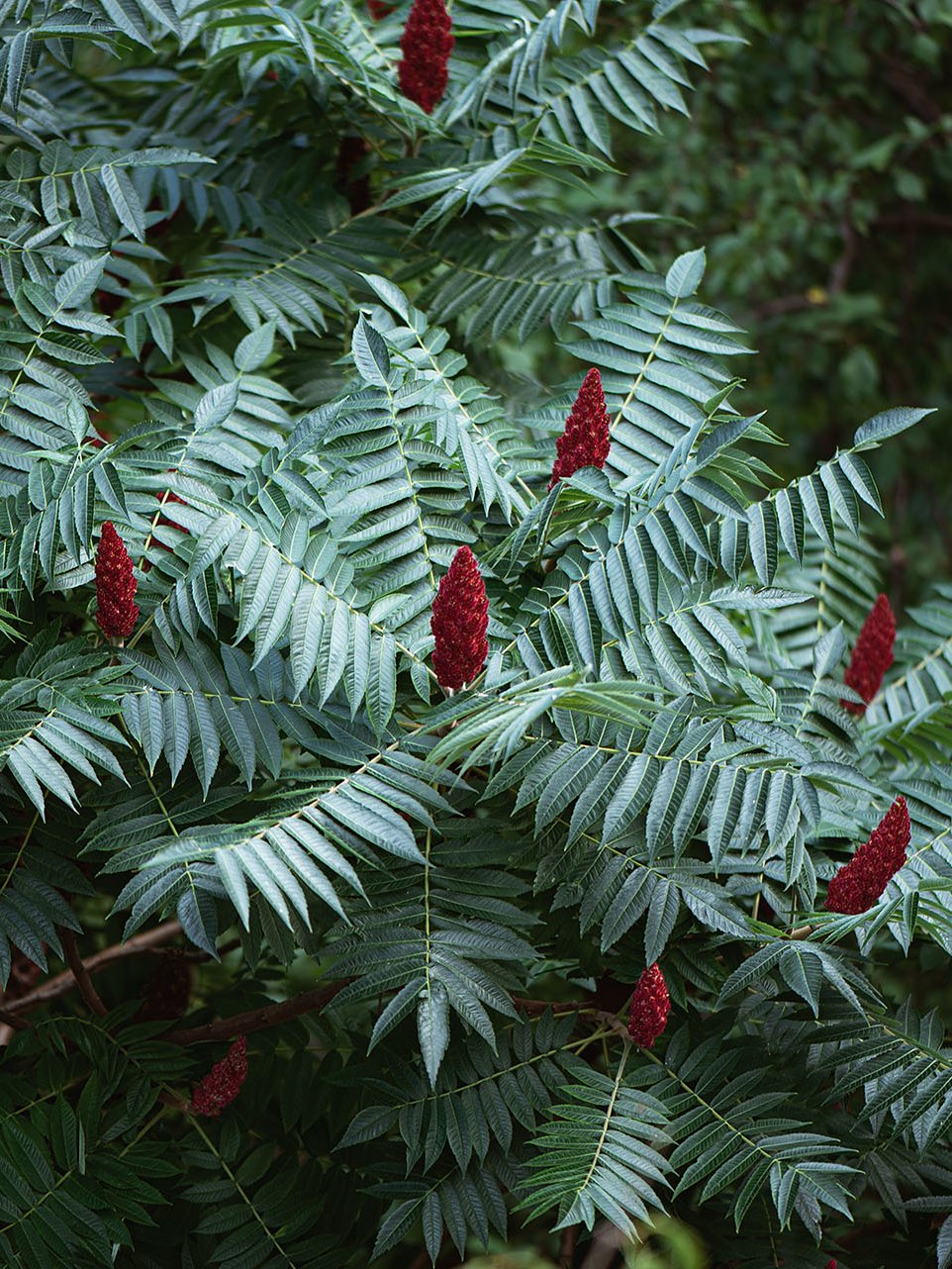 Green plant with partially red leaves