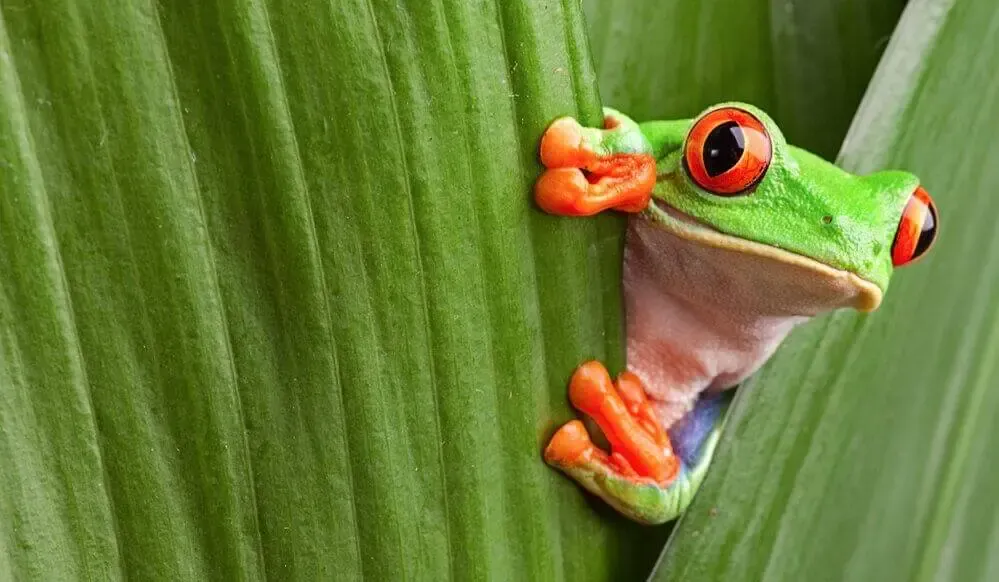 A green frog hiding behind a leaf