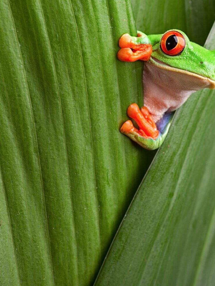 A green frog hiding behind a leaf